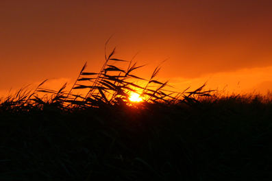 Sommerabend.jpg